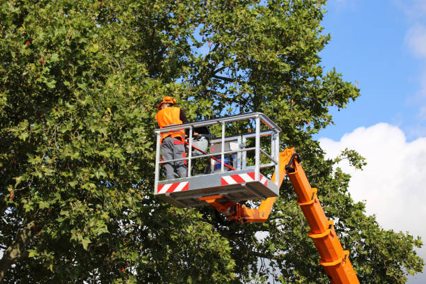 Best Tree Removal  in Archbold, OH