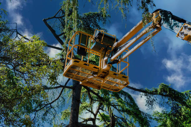 Best Arborist Consultation Services  in Archbold, OH