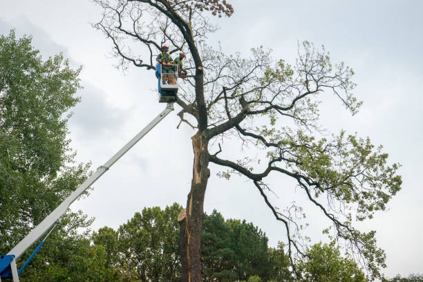 Best Utility Line Clearance  in Archbold, OH