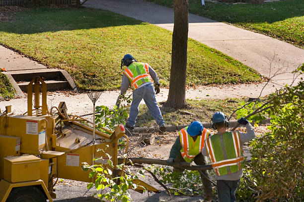 Professional Tree Services in Archbold, OH