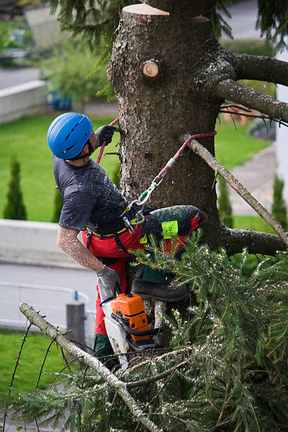 Best Tree Disease Treatment  in Archbold, OH